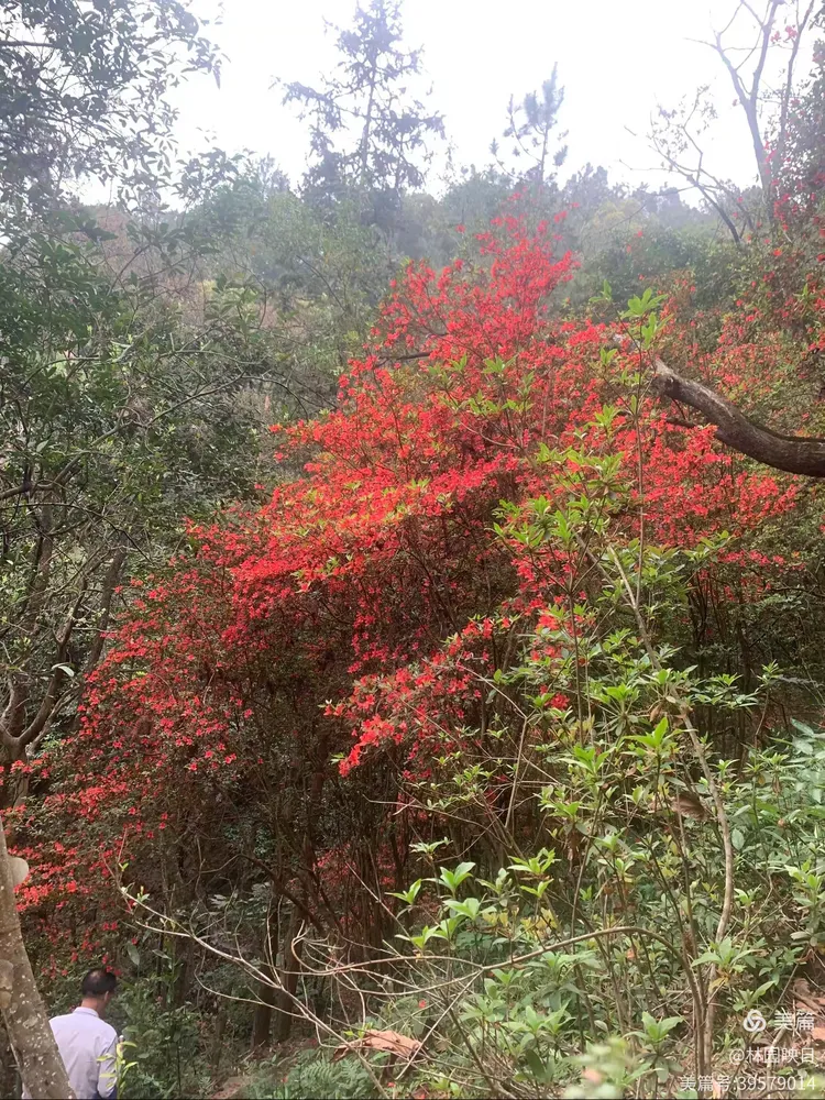 阳春三月揭西龙山风景区野生杜鹃花开了